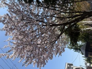 image4 (10)